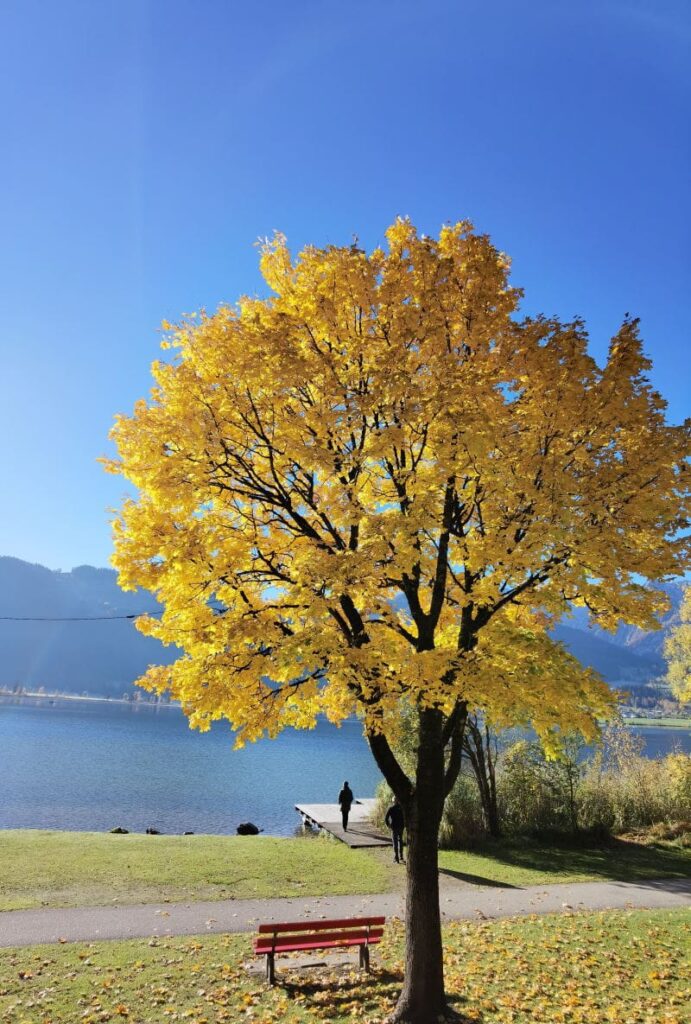 Walchsee Herbstwanderung - mit den goldgelben Ahornbäumen Ende Oktober