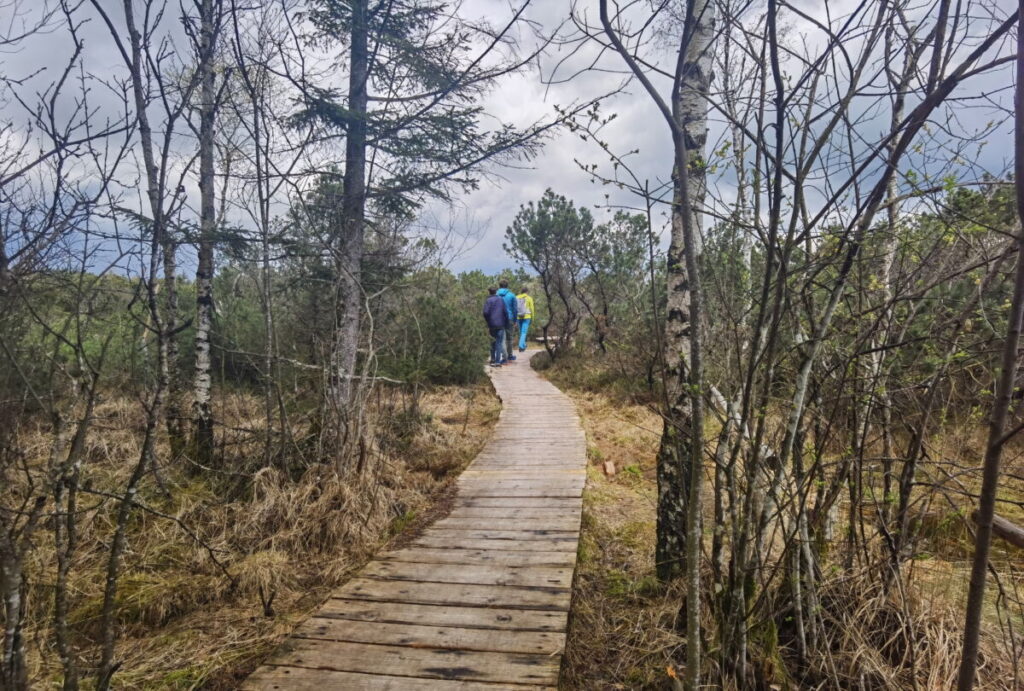 Der Moorerlebnisweg in den Kendlmühlfilzen am Fuße der Chiemgauer Alpen