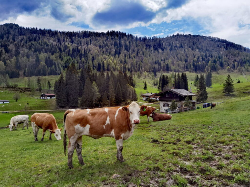 Die Winklmoosalm in den Chiemgauer Alpen - im Sommer weiden die Kühe auf der weitläufigen Alm