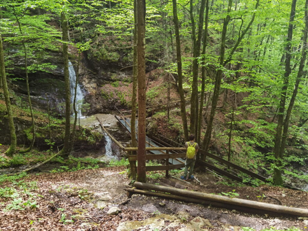 Die Klausenbachklamm Wanderung führt durch Buchenwald